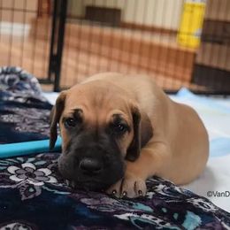 Great Dane Puppies from VanDelft Danes