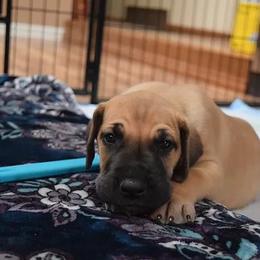 Great Dane Puppies from VanDelft Danes