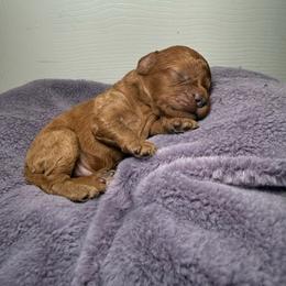Nutmeg - Apricot male Poodle puppy in Atlanta, Georgia from YorkShih Pup & Co