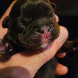 Boy 4 - Black male French Bulldog puppy in High Ridge, Missouri from St Louis Frenchies