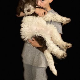 Goldendoodle Puppies from Two Ps in a Pod