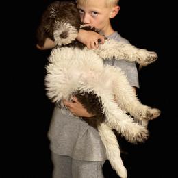 Goldendoodle Puppies from Two Ps in a Pod