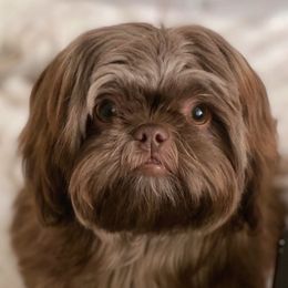 Ami - Shih Tzu