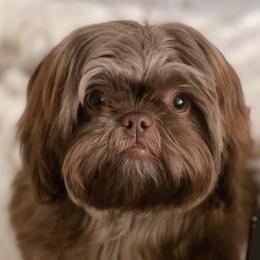 Ami - Shih Tzu