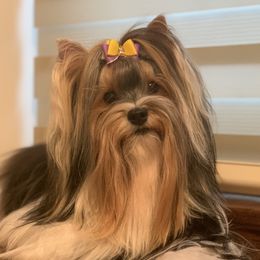 Rosie - Biewer Terrier