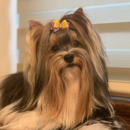 Rosie - Biewer Terrier