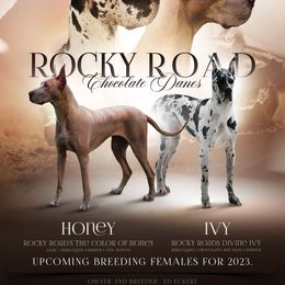 Honey and Ivy - Great Dane
