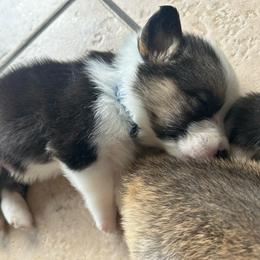Jeremy Hanson - Black and white male American Corgi puppy in Cocoa, Florida from Cascadian Space Coast Corgis LLC