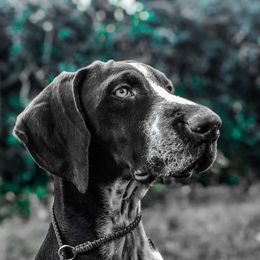 Chihuahuas and German Shorthaired Pointers from Von Lahrheim Shorthairs & Ermali Chis