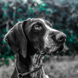 Chihuahuas and German Shorthaired Pointers from Von Lahrheim Shorthairs & Ermali Chis