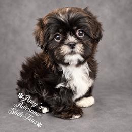Austin (male) - Black and white male Shih Tzu puppy in Haines City, Florida from Amy’s Awesome Shih Tzus