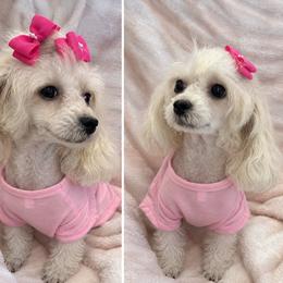 Dior - Poodle