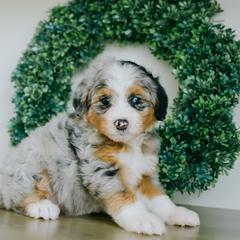 Sydney - female Australian Mountain Doodle puppy in Spanish Fork, Utah from K Brand Doodles