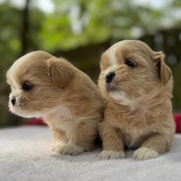 Boy 2 - Gold and white male Shih Tzu puppy in Mobile, Alabama from FluffyTail Shih Tzu