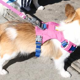 Chihuahuas from Rockstar Chihuahuas