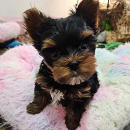Rori - Black and tan male Yorkshire Terrier puppy in Moses Lake, Washington from Harmony Hills Yorkies