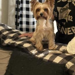 Mochi - Yorkshire Terrier
