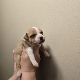 Girl 2 - Fawn and white female Staffordshire Bull Terrier puppy in Brandon, Florida from Angels & Myths