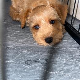 Chai (green collar) - Wheaten male Miniature Schnauzer puppy in Fort Worth, Texas from Sissy’s Schnauzers