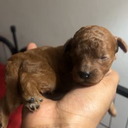 Giorgio - Red  male Poodle puppy in Long Island, New York from Minipaws kennel