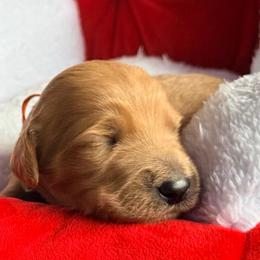April - orange collar - Red  female Goldendoodle puppy in Puyallup, Washington from Dawnie’s Doodles