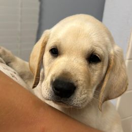 Boy 3 - male Labrador Retriever puppy in Earlham, Iowa from Family Labs