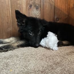 Male #1 - Black and tan German Shepherd puppy in Salisbury Ctr, New York from Harris German Shepherds