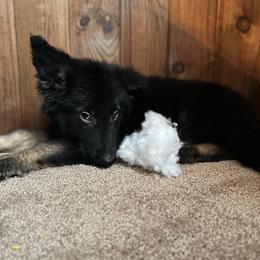 Male #1 - Black and tan German Shepherd puppy in Salisbury Ctr, New York from Harris German Shepherds