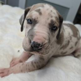 Brina - Harlequin female Great Dane puppy in Albany, Oregon from Red Cloud Australian Shepherds and DeGray Great Danes & Bulldogs