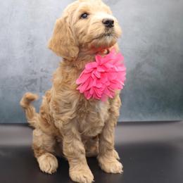 Pink - Apricot female Goldendoodle puppy in Maryville, Tennessee from Twin City Doodles