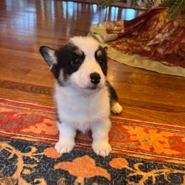 Puppy 1 - Black and tan male Pembroke Welsh Corgi puppy in Grantsville Md, Maryland from Standing Oaks Kennel