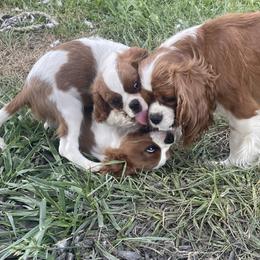 Cavalier King Charles Spaniel All Grown Up from Good Hope Cavaliers