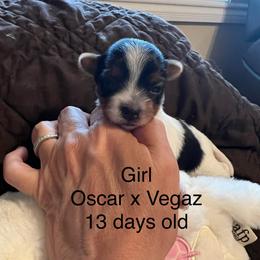 Girl - Black tan and white female Biewer Terrier puppy in Chester, South Carolina from Classic Biewers