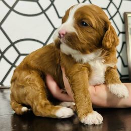 Tipper - Cavapoo puppy from Cupcake Cavaliers and Cavapoos