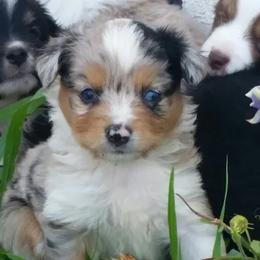 Miniature Australian Shepherd and Toy Australian Shepherd Puppies from Long's lil Aussies