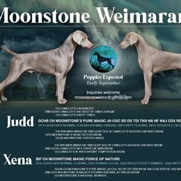 Weimaraner puppies from Moonstone Weimaraners
