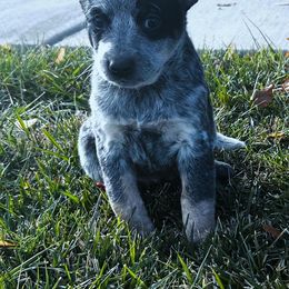 Australian Cattle Dog Puppies from Christensen Heelers