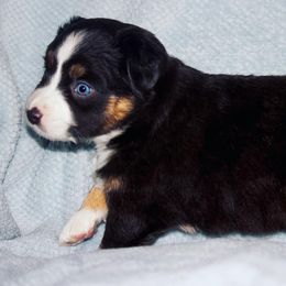 Miniature Australian Shepherd Puppies from Sand Dollar Aussies
