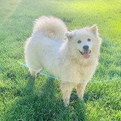 Winter - American Eskimo Dog