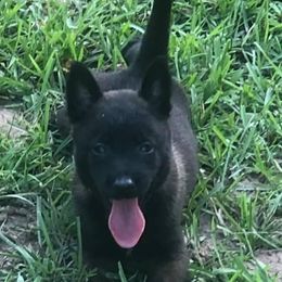 Belgian Malinois Puppies from Tactimal K9 Kennels