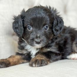 Thursday💜 - Black tri-color female Aussiedoodle puppy in Granbury, Texas from Triple Cross Doodles