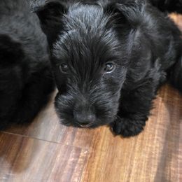 Boy 1 - Black male Scottish Terrier puppy in Seymour, Missouri from Fairview's Precious Pups