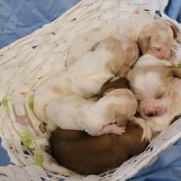 Basset Hound Puppies from Genuine Bassets