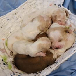 Basset Hound Puppies from Genuine Bassets