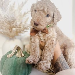 Pumpkin - Apricot male Goldendoodle puppy in Atwater, California from Alvdoodles