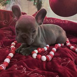 French Bulldog Puppies from Thornquest