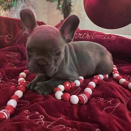 French Bulldog Puppies from Thornquest