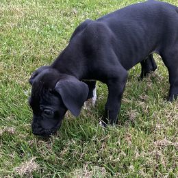 Great Danes from K&A Danes