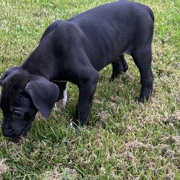 Great Danes from K&A Danes