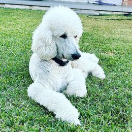 Poodles from Poodle Mia Bailey
